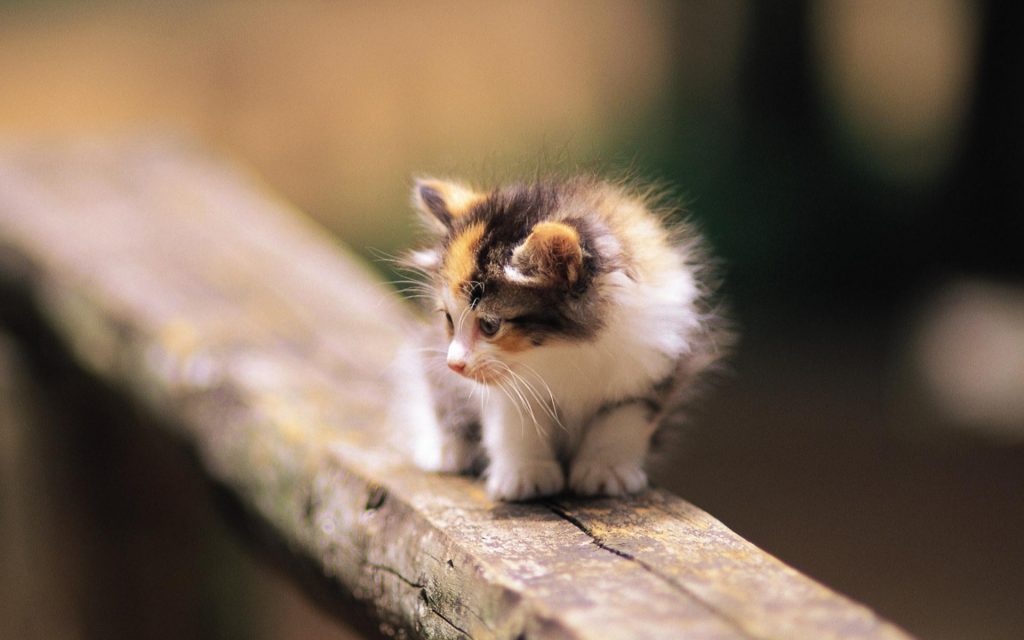 Kittens
